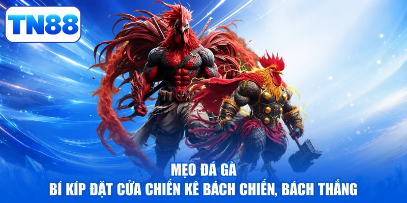 Mẹo Đá Gà - Bí Kíp Đặt Cửa Chiến Kê Bách Chiến, Bách Thắng 1 Mẹo Đá Gà - Bí Kíp Đặt Cửa Chiến Kê Bách Chiến, Bách Thắng