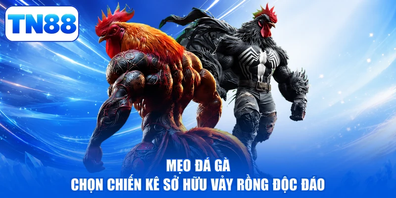 Mẹo Đá Gà - Bí Kíp Đặt Cửa Chiến Kê Bách Chiến, Bách Thắng 2 Mẹo đá gà chọn chiến kê sở hữu vảy rồng độc đáo